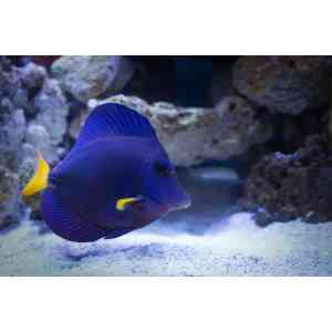 purple tang
