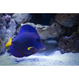 purple tang