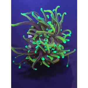 Torch Dragon Soul a Boca