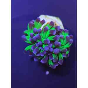 hammer salomon ultra