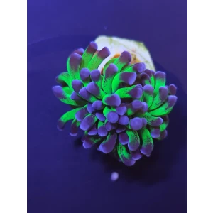 hammer salomon ultra