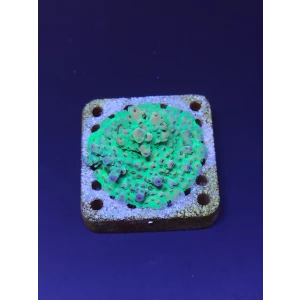 Acropora7