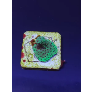 Acropora4