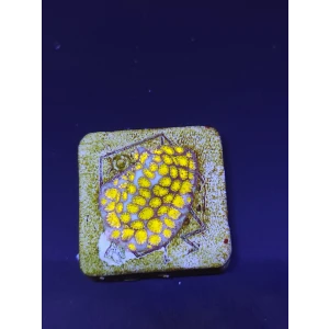 Cyphastrea 03