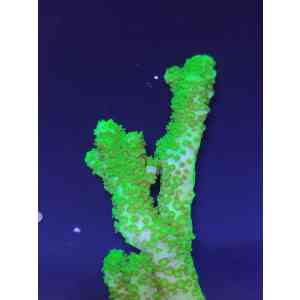Acropora2