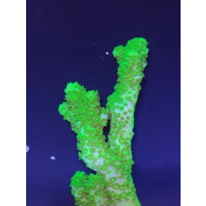 Acropora2