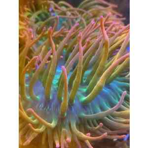 Anemona Raimbow GG