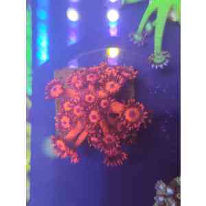 Goniopora red