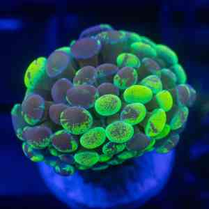 hammer splater yelow