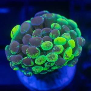 hammer splater yelow