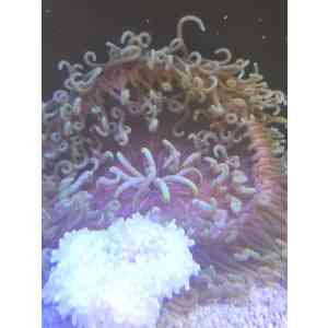 Anemona long snowflak GG