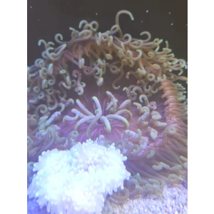 Anemona long snowflak GG