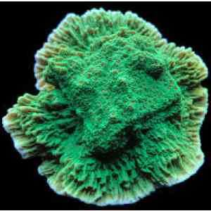 Montipora Chilli Peppers