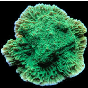 Montipora Chilli Peppers