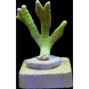 anacropora slime ball