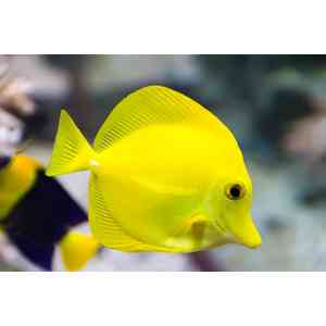 yelow tang (cativeiro)