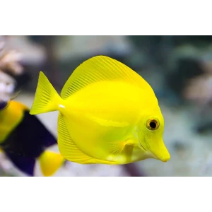 yelow tang (cativeiro)