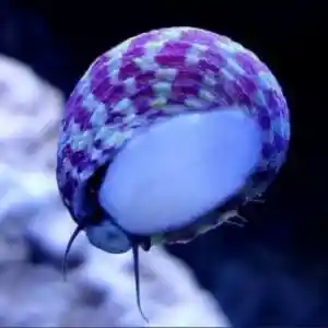 Turbo Snail – Caracol Limpador para Aquário Marinho