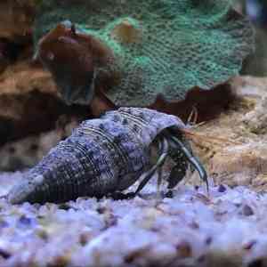 Mini Paguro – Invertebrado Limpador para Aquário Marinho