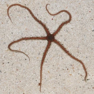 Ofiuro Marinho – Invertebrado Limpador para Aquário Reef