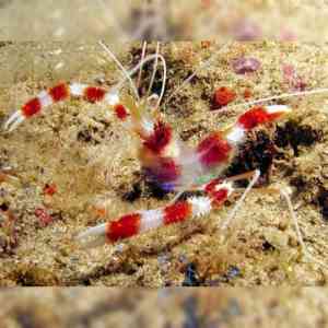 Camarão Stenopus – Beleza e Personalidade no Aquário Marinho