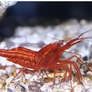 Camarão Bailarino – Invertebrado Ativo para Aquário Marinho