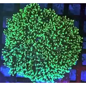 Mush green hair unid.