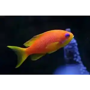 Anthia squamipinis femea