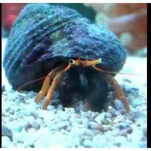 Paguro Pata Amarela – Limpador Natural para Aquário Marinho