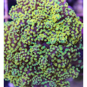 Frog yelow boca larga