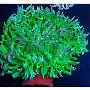 Anêmona Riteri Green Metallic – Beleza e Movimento no Reef