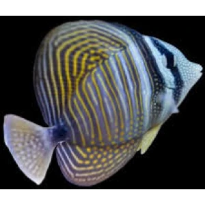 Desjardine tang M