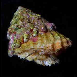 Turbo Astrea – Caracol Limpador Natural para Aquário Reef