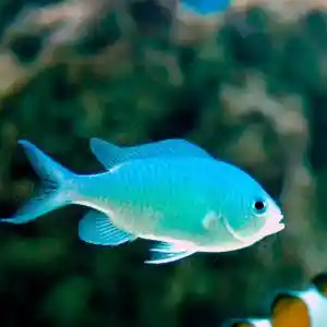 Donzela Gremm Chomis