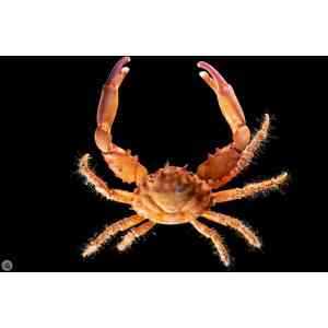 Mitrax (Caranguejo Mithrax)
