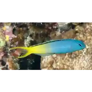 Blenio Yelow Tail