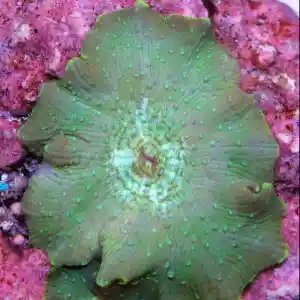 Mushroon Green (valor por unidade)