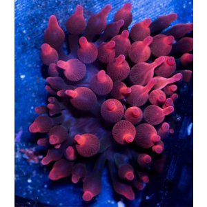 Anemona Red Fire Black Window