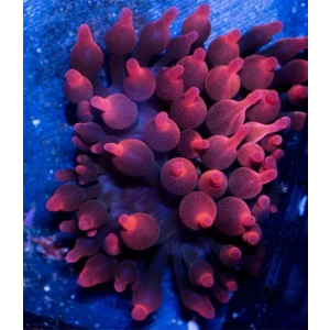 Anemona Red Fire Black Window