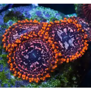 Uther Chaus (Com 3 Pólipos)