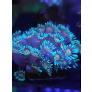 Goniopora Bicolor (Tamanho M)