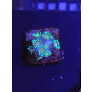 Goniopora Bicolor (Tamanho P)