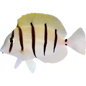 Comvict Tang