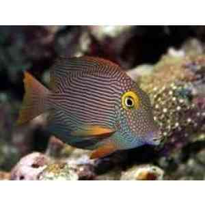 Yelow Eye Tang