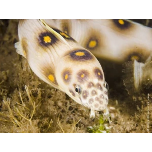 Moreia Miricts