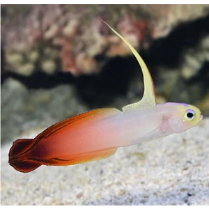 Fire  Fish