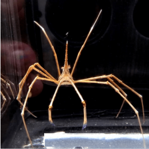 Aranha