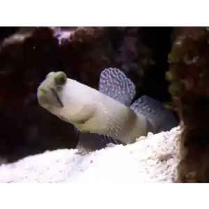 Yellow Watchman Cinza