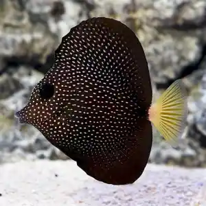 TANG GEMMATUM