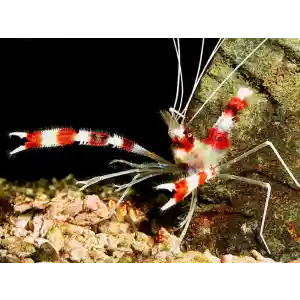 Camarão Stenopus